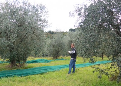 Olive harvest