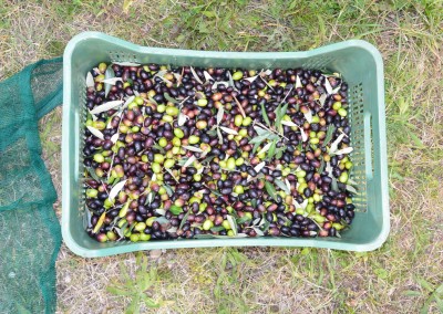 Olives harvest