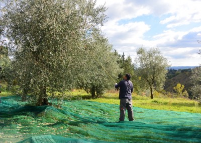 Olive harvest