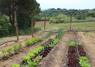 Organic Garden